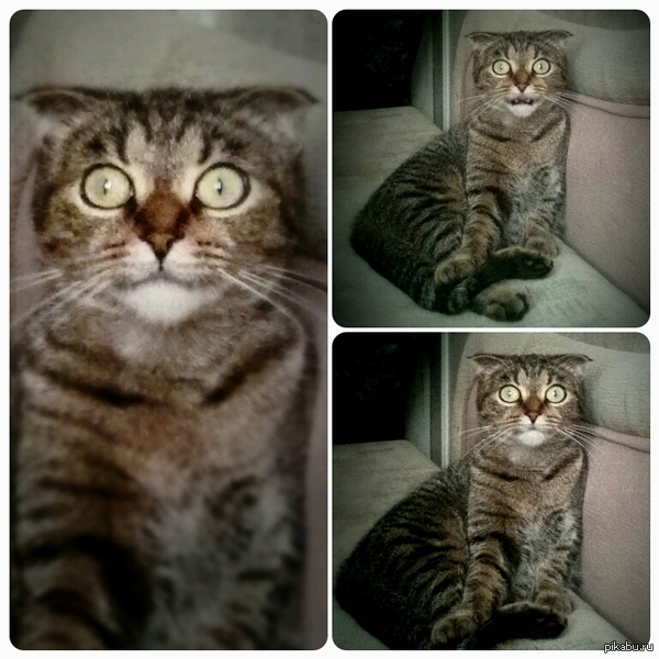 Мне кажется или с кошкой что-то не так?..