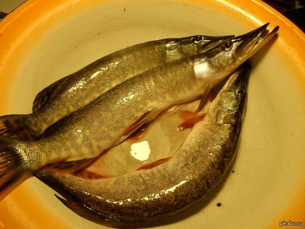 мой улов | Пикабу