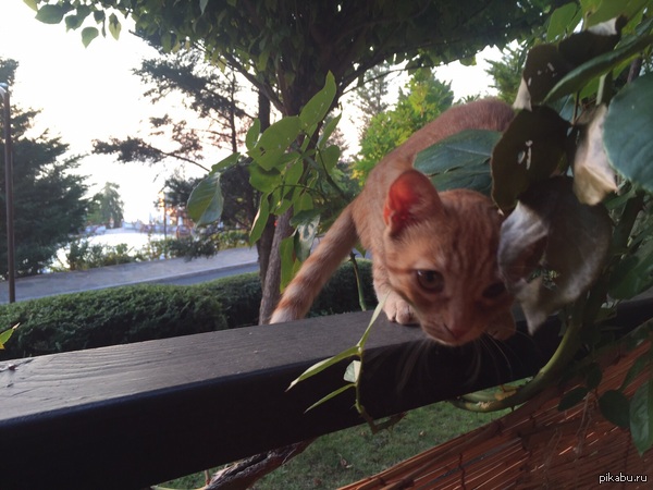 ����� ���� ���. ������, ��������