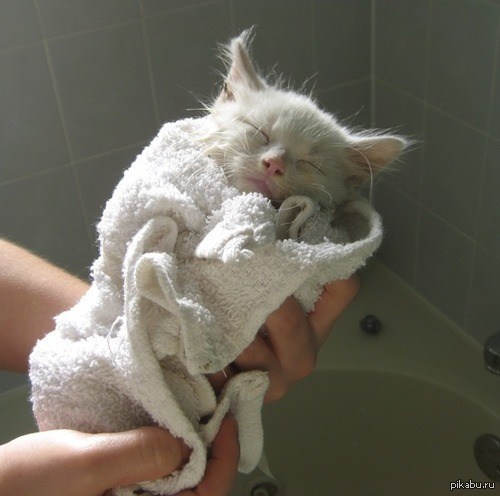 Кот в полотенце. Котенок в полотенце. Мокрая кошка. Кошка после купания. Коты после ванной.