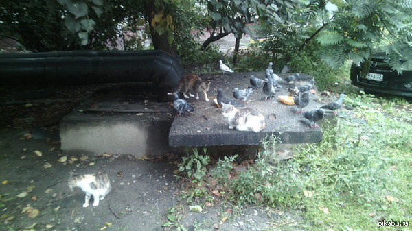 Я нашёл сразу 3 испорченных кошки =)