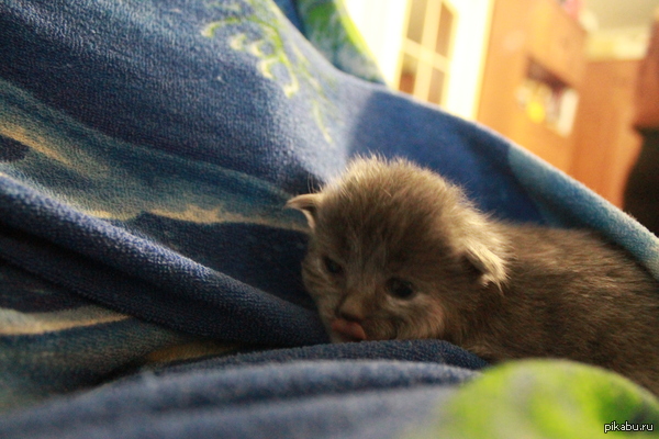 Вот такое несчастье мне принесли полечить | Пикабу