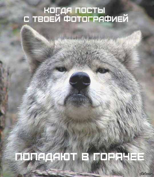 Надменность этого волка повышается с каждым постом