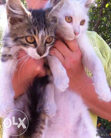 ����� � �����