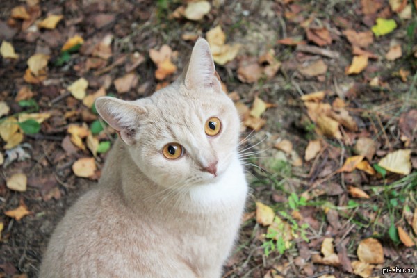 ������� ���