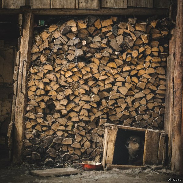 Firewood, booth, dog - My, Woodshed, Booth, Dog, 1x1