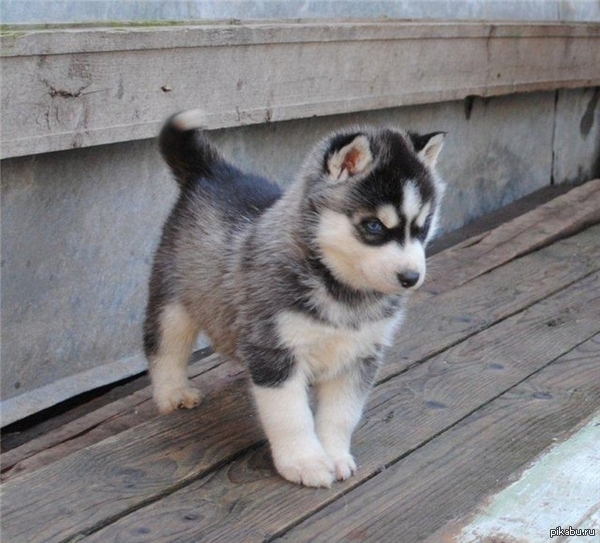 Милый щеночек хаски)