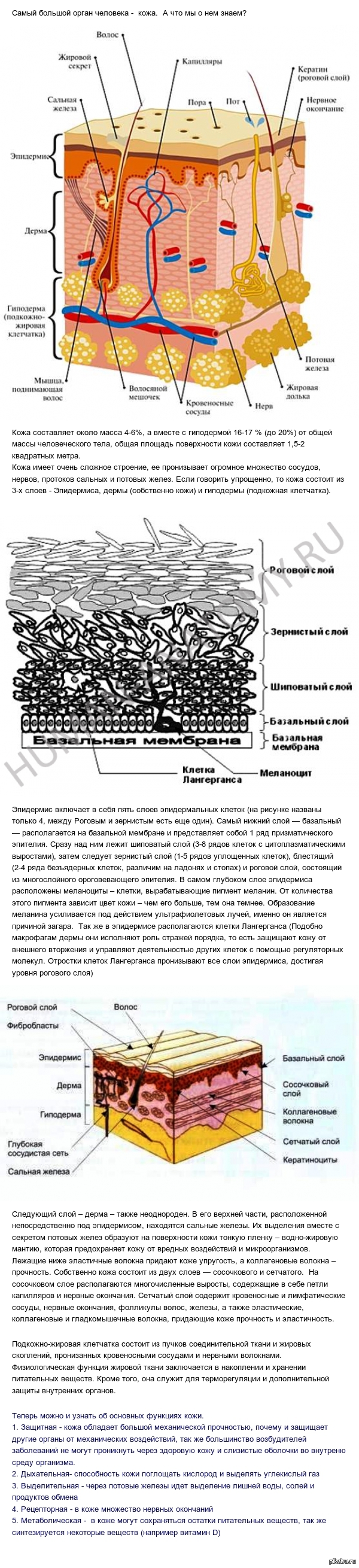 Samyj Bolshoj Organ Cheloveka Pikabu