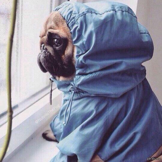 Осенний мопс