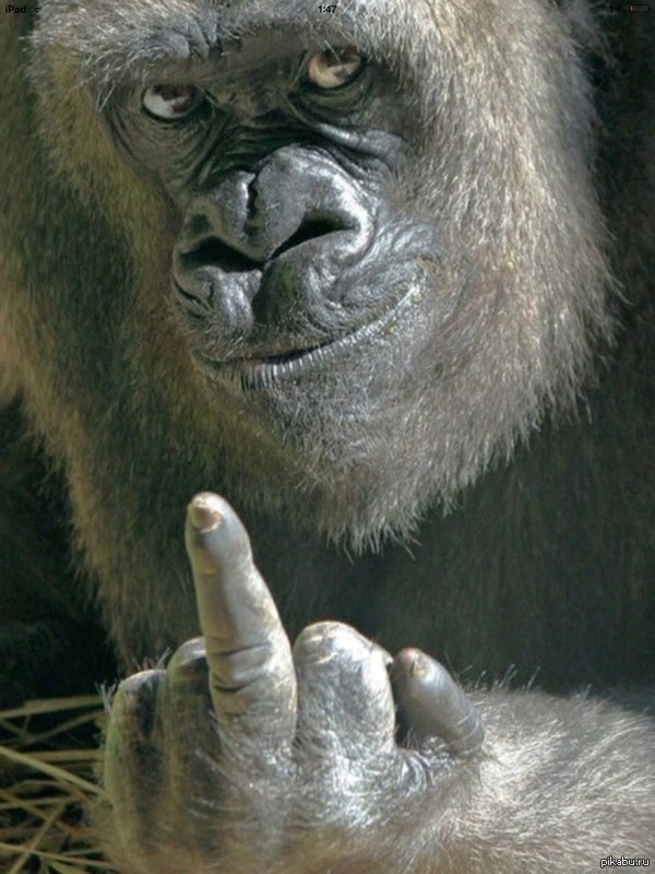 ����� ������� ����� , ����� � ������� �� ������.