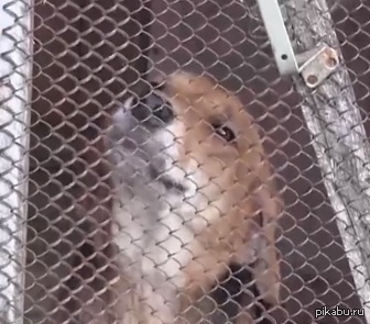 Четвероногий убийца