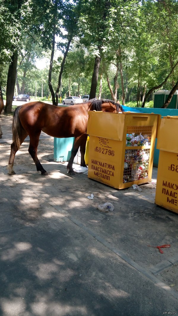 Как НЕ нужно выгуливать свою лошадь