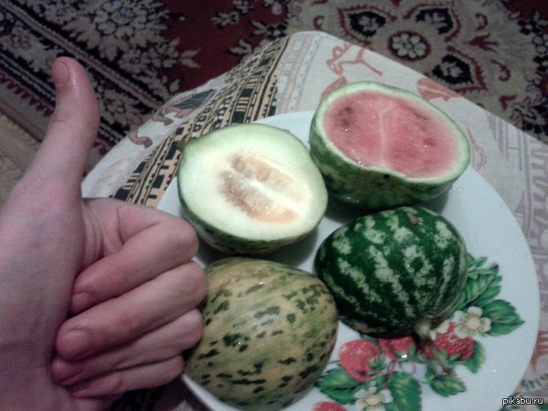 I crushed a melon and a watermelon alone ... - Harvest, Watermelon, My, Barbiesize, Melon