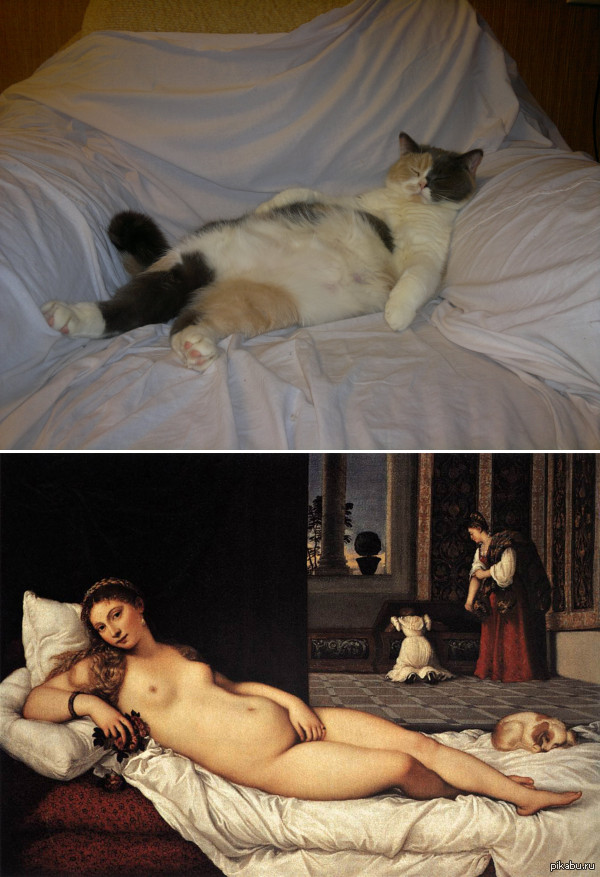 Find 10 differences )) - NSFW, My, Danae, cat, Differences
