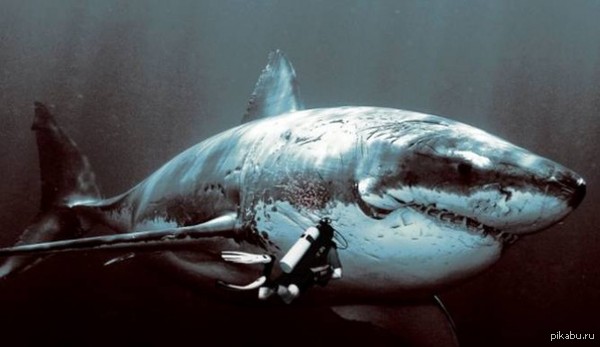  - ,        1,5-20 .  .    .