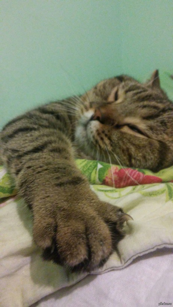 ��������� ����, ������.