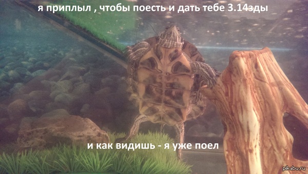 Вкратце о моей черепахе