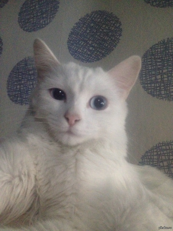 Кошачье сэлфи