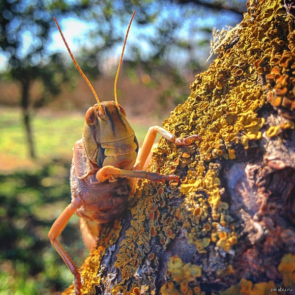 Мой новый друг Герасим, очень любит фотографироваться, только су.. прожорливый.
