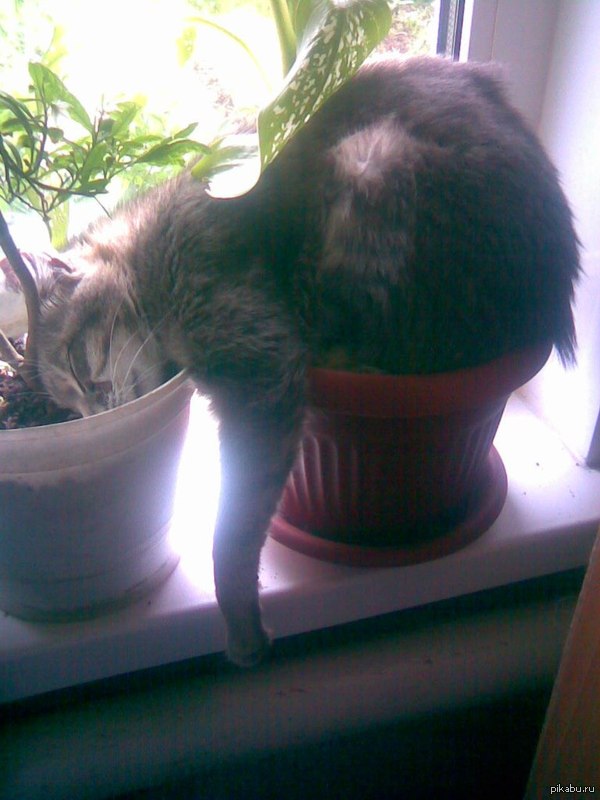 The main thing is to water on time - cat, , Laziness, Pot