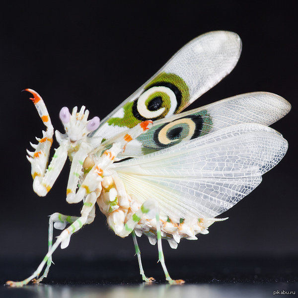   Pseudocreobotra wahlbergi - ,   . ,  ,     