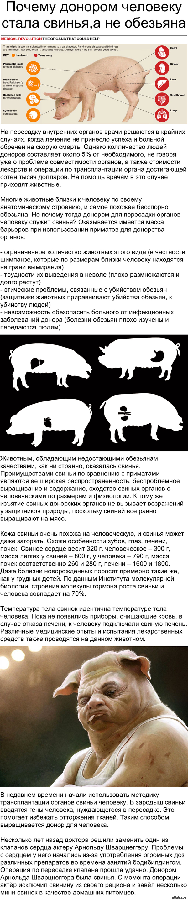 Почему свинья. Сходство органов свиней и человека. Свинья с органами от человека.