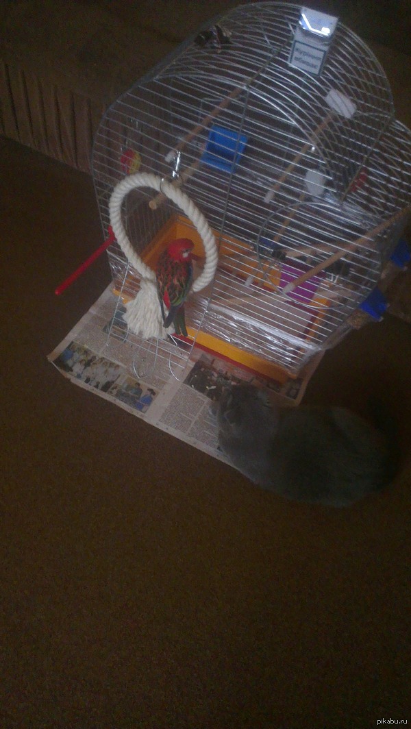 Семейная идиллия:)