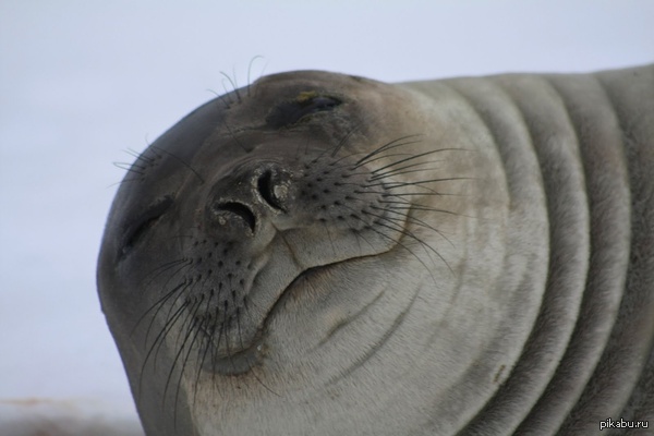 Lazy fat and cheerful A seal lies on the shore I'm not a seal but I can just the same - Laziness, Seal, Not mine