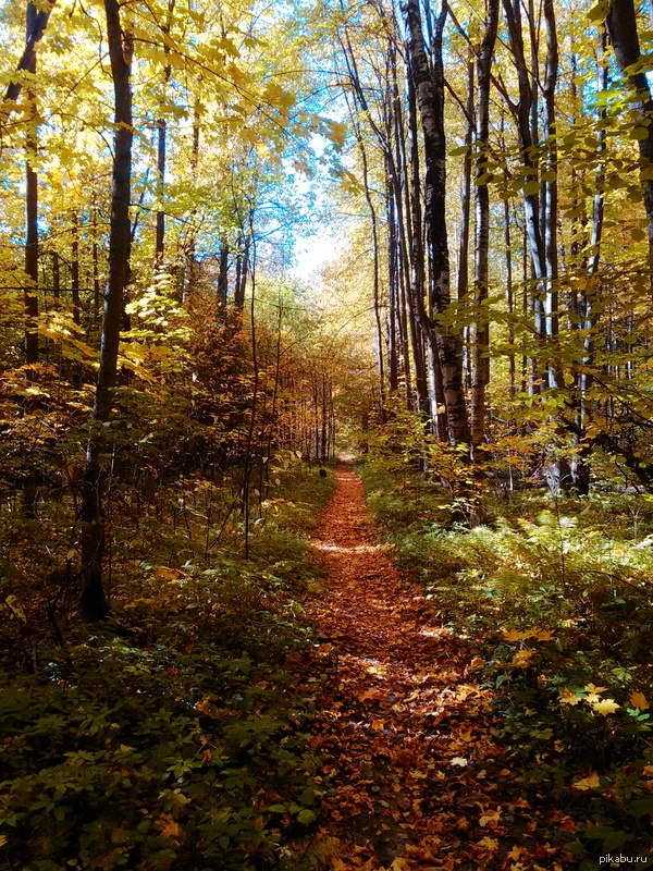 Осень. Лес. Красота.
