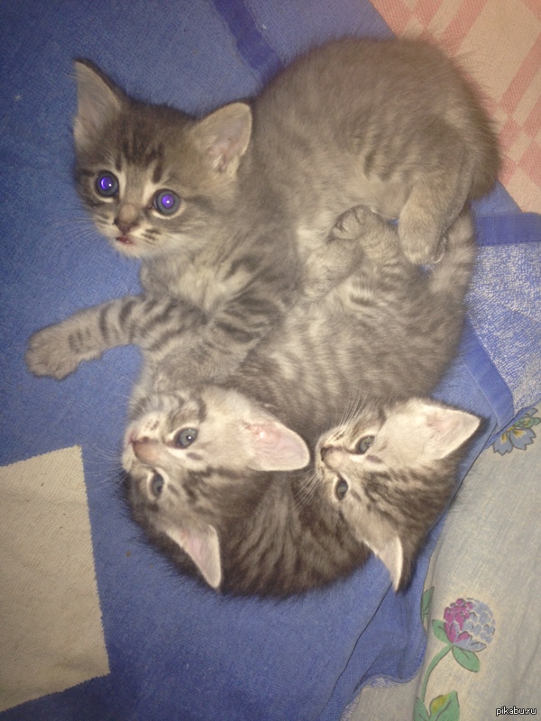 Отдам в хорошие руки (Подольск)