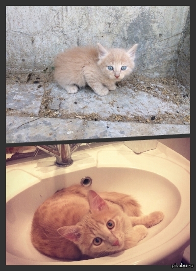 наш подобранец!