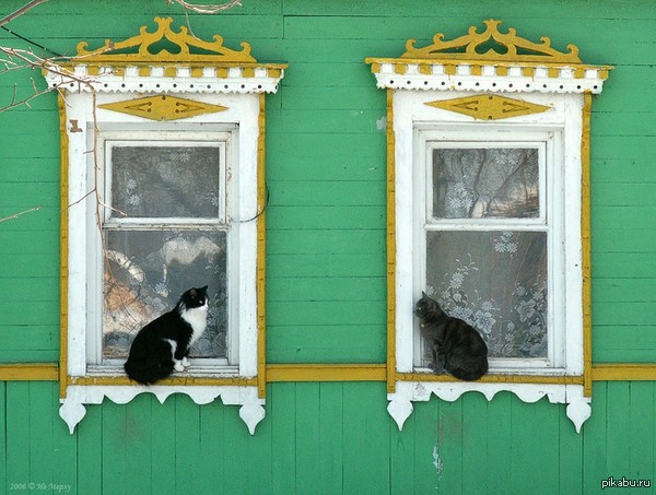 Game of peepers - Window, cat, Peepers, Bayan replacement