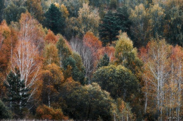 Осень в Ларинском заказнике
