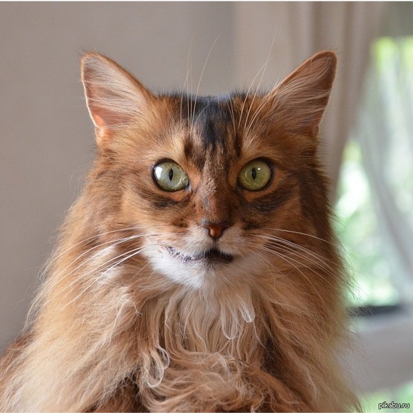 О, это выражение морды