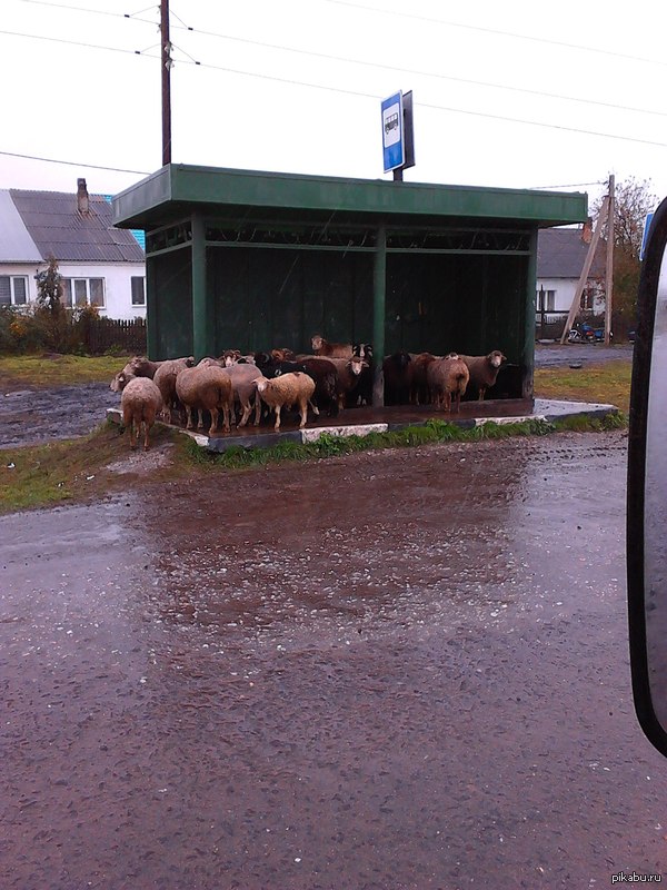 Опоздали на автобус