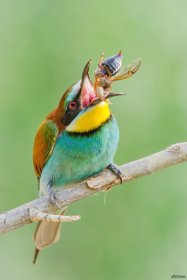  .   , http://www.nat-geo.ru/   2015