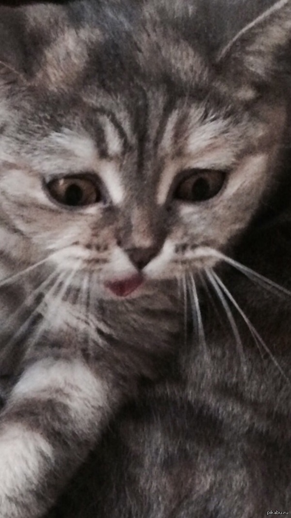 ����� ���-�� ������� ����� \"������\"