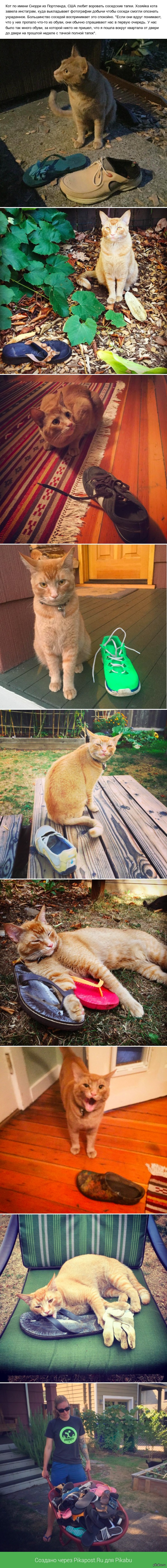 Инстаграм кота-воришки