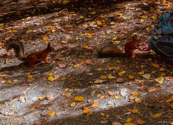 Очередь из белок