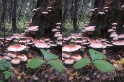 Объемное изображение увидит лишь 1 из 10.