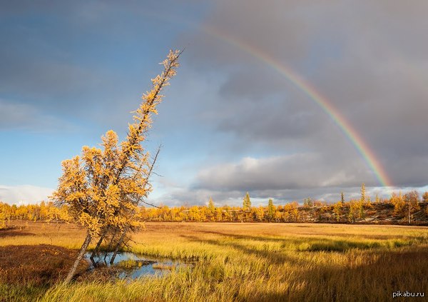 Rainbow 