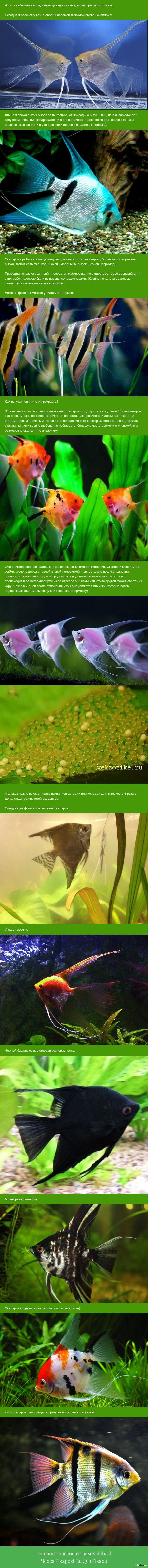 Аквариумная рыбка - Скалярия!