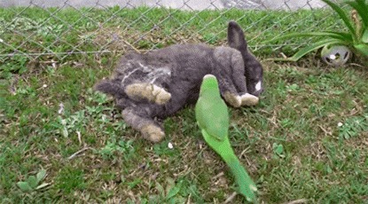 &quot;  , !&quot; 