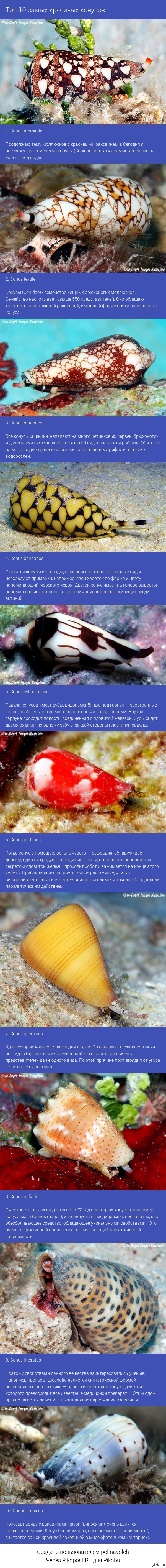 -10          (Conidae).   ,       )