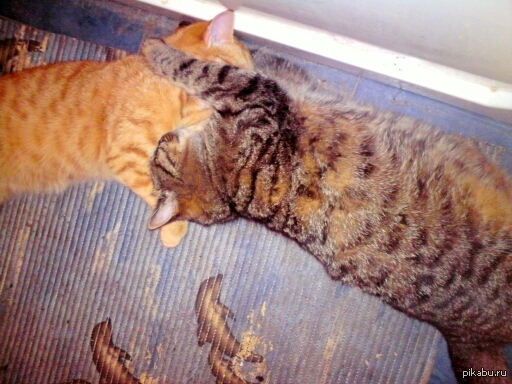 ������ � �������