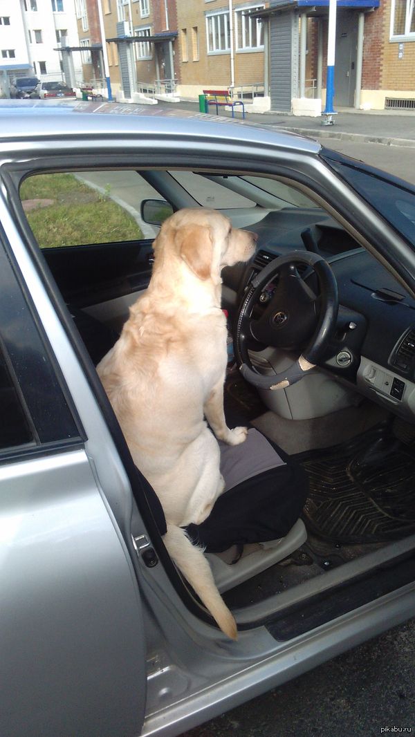 Let me take you to work! - My, Dog, Car, Situation