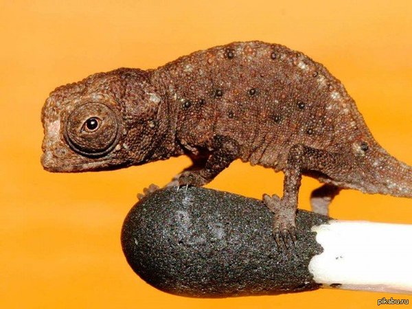    - Brookesia Micra