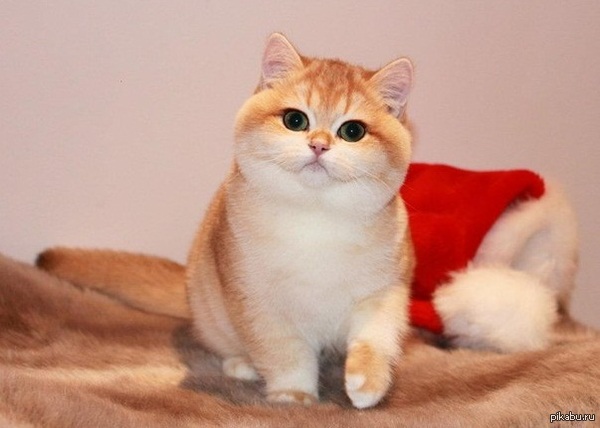 Всем котиков | Пикабу