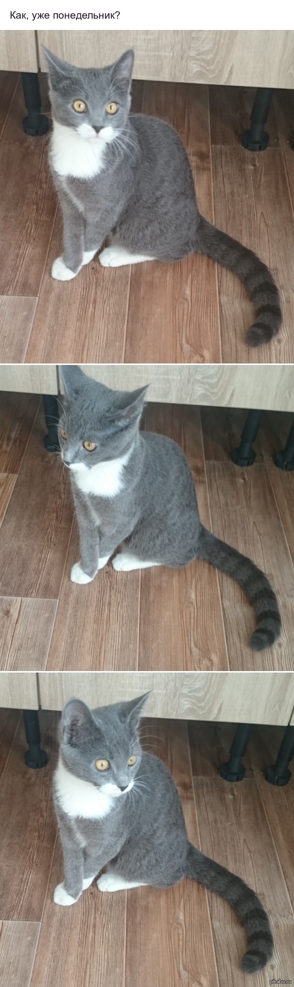 ����������� ���� �������