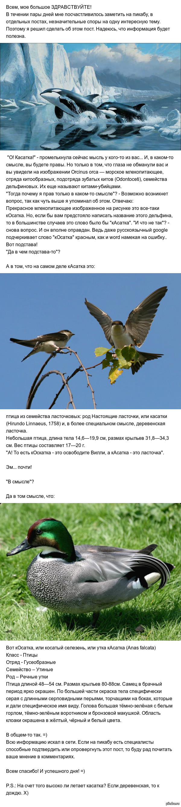 Высоко ли летает касатка?